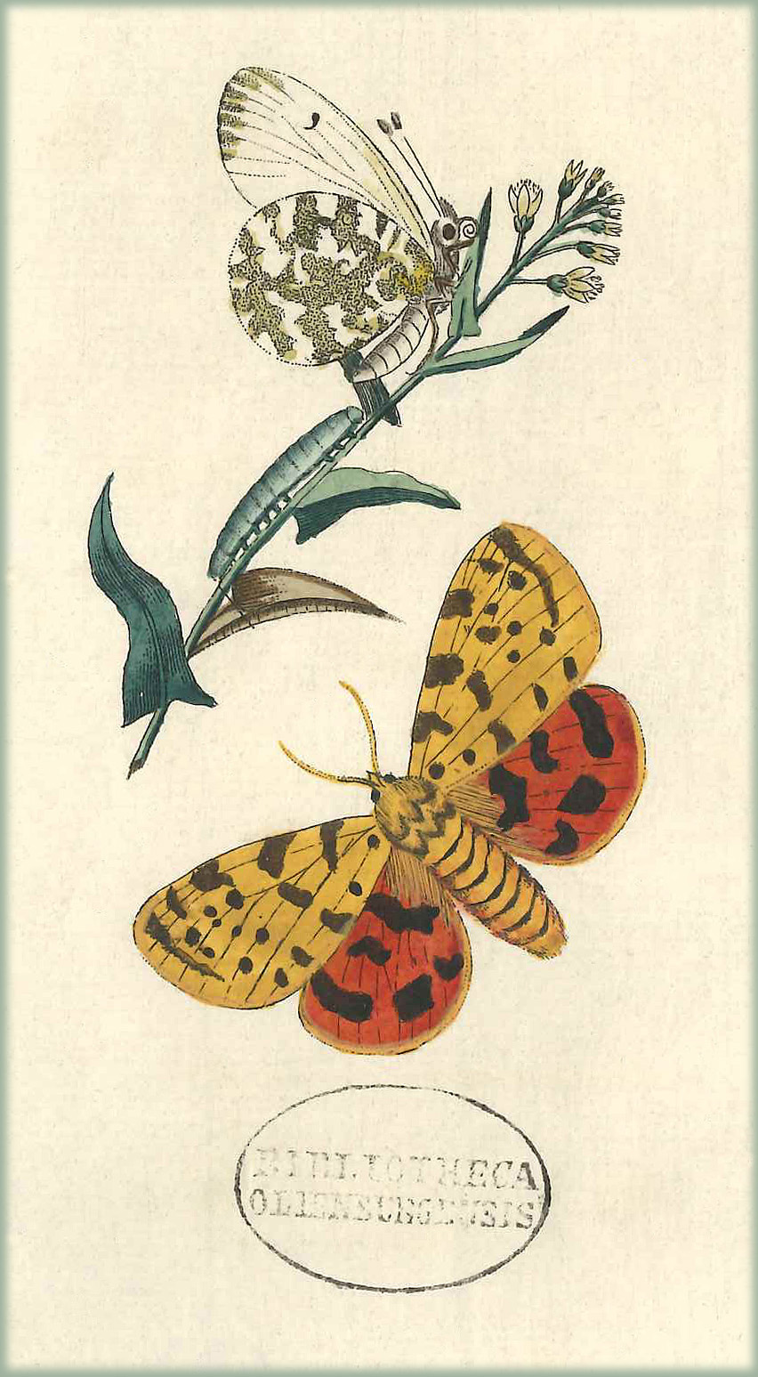 Abbildung aus 'Taschenbuch für Schmetterlingssammler'